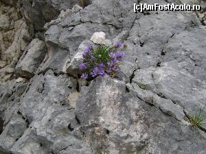 [P16] Flori pe stanca la Mausoleul Lovcen » foto by costy69*
 - 
<span class="allrVoted glyphicon glyphicon-heart hidden" id="av572603"></span>
<a class="m-l-10 hidden" id="sv572603" onclick="voting_Foto_DelVot(,572603,12772)" role="button">șterge vot <span class="glyphicon glyphicon-remove"></span></a>
<a id="v9572603" class=" c-red"  onclick="voting_Foto_SetVot(572603)" role="button"><span class="glyphicon glyphicon-heart-empty"></span> <b>LIKE</b> = Votează poza</a> <img class="hidden"  id="f572603W9" src="/imagini/loader.gif" border="0" /><span class="AjErrMes hidden" id="e572603ErM"></span>