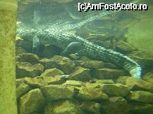 [P23] Zoo Budapesta - acvariul cu crocodili. » foto by presario
 - 
<span class="allrVoted glyphicon glyphicon-heart hidden" id="av46501"></span>
<a class="m-l-10 hidden" id="sv46501" onclick="voting_Foto_DelVot(,46501,12774)" role="button">șterge vot <span class="glyphicon glyphicon-remove"></span></a>
<a id="v946501" class=" c-red"  onclick="voting_Foto_SetVot(46501)" role="button"><span class="glyphicon glyphicon-heart-empty"></span> <b>LIKE</b> = Votează poza</a> <img class="hidden"  id="f46501W9" src="/imagini/loader.gif" border="0" /><span class="AjErrMes hidden" id="e46501ErM"></span>