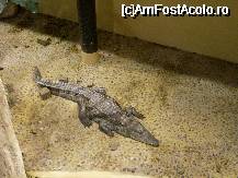 [P24] Zoo Budapesta - un pui de crocodil. » foto by presario
 - 
<span class="allrVoted glyphicon glyphicon-heart hidden" id="av46505"></span>
<a class="m-l-10 hidden" id="sv46505" onclick="voting_Foto_DelVot(,46505,12774)" role="button">șterge vot <span class="glyphicon glyphicon-remove"></span></a>
<a id="v946505" class=" c-red"  onclick="voting_Foto_SetVot(46505)" role="button"><span class="glyphicon glyphicon-heart-empty"></span> <b>LIKE</b> = Votează poza</a> <img class="hidden"  id="f46505W9" src="/imagini/loader.gif" border="0" /><span class="AjErrMes hidden" id="e46505ErM"></span>