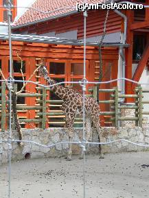 [P26] Zoo Budapesta - tarcul cu girafe. » foto by presario
 - 
<span class="allrVoted glyphicon glyphicon-heart hidden" id="av46511"></span>
<a class="m-l-10 hidden" id="sv46511" onclick="voting_Foto_DelVot(,46511,12774)" role="button">șterge vot <span class="glyphicon glyphicon-remove"></span></a>
<a id="v946511" class=" c-red"  onclick="voting_Foto_SetVot(46511)" role="button"><span class="glyphicon glyphicon-heart-empty"></span> <b>LIKE</b> = Votează poza</a> <img class="hidden"  id="f46511W9" src="/imagini/loader.gif" border="0" /><span class="AjErrMes hidden" id="e46511ErM"></span>