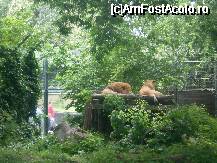 [P04] Zoo Budapesta - poate apare si Tarzan » foto by presario
 - 
<span class="allrVoted glyphicon glyphicon-heart hidden" id="av46468"></span>
<a class="m-l-10 hidden" id="sv46468" onclick="voting_Foto_DelVot(,46468,12774)" role="button">șterge vot <span class="glyphicon glyphicon-remove"></span></a>
<a id="v946468" class=" c-red"  onclick="voting_Foto_SetVot(46468)" role="button"><span class="glyphicon glyphicon-heart-empty"></span> <b>LIKE</b> = Votează poza</a> <img class="hidden"  id="f46468W9" src="/imagini/loader.gif" border="0" /><span class="AjErrMes hidden" id="e46468ErM"></span>