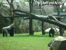 [P12] Grădina Zoologică Budapesta - zona gorilelor. În dreapta se vede mama-gorilă, cu puiuţul în palmă. » foto by creivean
 - 
<span class="allrVoted glyphicon glyphicon-heart hidden" id="av130931"></span>
<a class="m-l-10 hidden" id="sv130931" onclick="voting_Foto_DelVot(,130931,12774)" role="button">șterge vot <span class="glyphicon glyphicon-remove"></span></a>
<a id="v9130931" class=" c-red"  onclick="voting_Foto_SetVot(130931)" role="button"><span class="glyphicon glyphicon-heart-empty"></span> <b>LIKE</b> = Votează poza</a> <img class="hidden"  id="f130931W9" src="/imagini/loader.gif" border="0" /><span class="AjErrMes hidden" id="e130931ErM"></span>