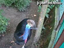 [P16] Grădina Zoologică Budapesta - Southern Cassowary, o pasăre de prin Indonezia. » foto by creivean
 - 
<span class="allrVoted glyphicon glyphicon-heart hidden" id="av130962"></span>
<a class="m-l-10 hidden" id="sv130962" onclick="voting_Foto_DelVot(,130962,12774)" role="button">șterge vot <span class="glyphicon glyphicon-remove"></span></a>
<a id="v9130962" class=" c-red"  onclick="voting_Foto_SetVot(130962)" role="button"><span class="glyphicon glyphicon-heart-empty"></span> <b>LIKE</b> = Votează poza</a> <img class="hidden"  id="f130962W9" src="/imagini/loader.gif" border="0" /><span class="AjErrMes hidden" id="e130962ErM"></span>