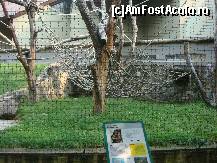 [P27] Grădina Zoologică Budapesta - teritoriul urangutanilor. » foto by creivean
 - 
<span class="allrVoted glyphicon glyphicon-heart hidden" id="av131350"></span>
<a class="m-l-10 hidden" id="sv131350" onclick="voting_Foto_DelVot(,131350,12774)" role="button">șterge vot <span class="glyphicon glyphicon-remove"></span></a>
<a id="v9131350" class=" c-red"  onclick="voting_Foto_SetVot(131350)" role="button"><span class="glyphicon glyphicon-heart-empty"></span> <b>LIKE</b> = Votează poza</a> <img class="hidden"  id="f131350W9" src="/imagini/loader.gif" border="0" /><span class="AjErrMes hidden" id="e131350ErM"></span>