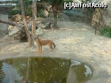 [P46] Grădina Zoologică Budapesta - Dhole, câinii sălbatici din India. » foto by creivean
 - 
<span class="allrVoted glyphicon glyphicon-heart hidden" id="av131800"></span>
<a class="m-l-10 hidden" id="sv131800" onclick="voting_Foto_DelVot(,131800,12774)" role="button">șterge vot <span class="glyphicon glyphicon-remove"></span></a>
<a id="v9131800" class=" c-red"  onclick="voting_Foto_SetVot(131800)" role="button"><span class="glyphicon glyphicon-heart-empty"></span> <b>LIKE</b> = Votează poza</a> <img class="hidden"  id="f131800W9" src="/imagini/loader.gif" border="0" /><span class="AjErrMes hidden" id="e131800ErM"></span>