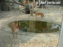 [P09] Grădina Zoologică Budapesta - câinii sălbatici din India,(dhole). » foto by creivean
 - 
<span class="allrVoted glyphicon glyphicon-heart hidden" id="av130913"></span>
<a class="m-l-10 hidden" id="sv130913" onclick="voting_Foto_DelVot(,130913,12774)" role="button">șterge vot <span class="glyphicon glyphicon-remove"></span></a>
<a id="v9130913" class=" c-red"  onclick="voting_Foto_SetVot(130913)" role="button"><span class="glyphicon glyphicon-heart-empty"></span> <b>LIKE</b> = Votează poza</a> <img class="hidden"  id="f130913W9" src="/imagini/loader.gif" border="0" /><span class="AjErrMes hidden" id="e130913ErM"></span>