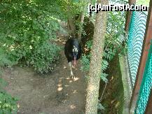 [P90] Grădina Zoologică Budapesta - pasărea Southern Cassowary. » foto by creivean
 - 
<span class="allrVoted glyphicon glyphicon-heart hidden" id="av131848"></span>
<a class="m-l-10 hidden" id="sv131848" onclick="voting_Foto_DelVot(,131848,12774)" role="button">șterge vot <span class="glyphicon glyphicon-remove"></span></a>
<a id="v9131848" class=" c-red"  onclick="voting_Foto_SetVot(131848)" role="button"><span class="glyphicon glyphicon-heart-empty"></span> <b>LIKE</b> = Votează poza</a> <img class="hidden"  id="f131848W9" src="/imagini/loader.gif" border="0" /><span class="AjErrMes hidden" id="e131848ErM"></span>