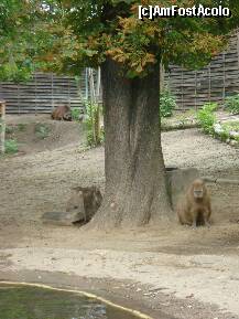 [P98] Grădina Zoologică Budapesta. » foto by creivean
 - 
<span class="allrVoted glyphicon glyphicon-heart hidden" id="av131856"></span>
<a class="m-l-10 hidden" id="sv131856" onclick="voting_Foto_DelVot(,131856,12774)" role="button">șterge vot <span class="glyphicon glyphicon-remove"></span></a>
<a id="v9131856" class=" c-red"  onclick="voting_Foto_SetVot(131856)" role="button"><span class="glyphicon glyphicon-heart-empty"></span> <b>LIKE</b> = Votează poza</a> <img class="hidden"  id="f131856W9" src="/imagini/loader.gif" border="0" /><span class="AjErrMes hidden" id="e131856ErM"></span>