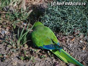 [P08] papagal din Fuerteventura » foto by Ciprian_74
 - 
<span class="allrVoted glyphicon glyphicon-heart hidden" id="av376124"></span>
<a class="m-l-10 hidden" id="sv376124" onclick="voting_Foto_DelVot(,376124,12978)" role="button">șterge vot <span class="glyphicon glyphicon-remove"></span></a>
<a id="v9376124" class=" c-red"  onclick="voting_Foto_SetVot(376124)" role="button"><span class="glyphicon glyphicon-heart-empty"></span> <b>LIKE</b> = Votează poza</a> <img class="hidden"  id="f376124W9" src="/imagini/loader.gif" border="0" /><span class="AjErrMes hidden" id="e376124ErM"></span>