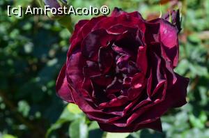 [P14] Unul din minunatii trandafiri » foto by ancutza26
 - 
<span class="allrVoted glyphicon glyphicon-heart hidden" id="av751113"></span>
<a class="m-l-10 hidden" id="sv751113" onclick="voting_Foto_DelVot(,751113,13043)" role="button">șterge vot <span class="glyphicon glyphicon-remove"></span></a>
<a id="v9751113" class=" c-red"  onclick="voting_Foto_SetVot(751113)" role="button"><span class="glyphicon glyphicon-heart-empty"></span> <b>LIKE</b> = Votează poza</a> <img class="hidden"  id="f751113W9" src="/imagini/loader.gif" border="0" /><span class="AjErrMes hidden" id="e751113ErM"></span>