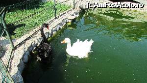 [P77] Restaurantul 'Raţa Sălbatică' » foto by crismis
 - 
<span class="allrVoted glyphicon glyphicon-heart hidden" id="av705261"></span>
<a class="m-l-10 hidden" id="sv705261" onclick="voting_Foto_DelVot(,705261,13043)" role="button">șterge vot <span class="glyphicon glyphicon-remove"></span></a>
<a id="v9705261" class=" c-red"  onclick="voting_Foto_SetVot(705261)" role="button"><span class="glyphicon glyphicon-heart-empty"></span> <b>LIKE</b> = Votează poza</a> <img class="hidden"  id="f705261W9" src="/imagini/loader.gif" border="0" /><span class="AjErrMes hidden" id="e705261ErM"></span>