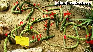 [P09] Cactuşi târâtori, în seră » foto by crismis
 - 
<span class="allrVoted glyphicon glyphicon-heart hidden" id="av705193"></span>
<a class="m-l-10 hidden" id="sv705193" onclick="voting_Foto_DelVot(,705193,13043)" role="button">șterge vot <span class="glyphicon glyphicon-remove"></span></a>
<a id="v9705193" class=" c-red"  onclick="voting_Foto_SetVot(705193)" role="button"><span class="glyphicon glyphicon-heart-empty"></span> <b>LIKE</b> = Votează poza</a> <img class="hidden"  id="f705193W9" src="/imagini/loader.gif" border="0" /><span class="AjErrMes hidden" id="e705193ErM"></span>