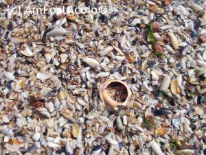 [P09] Plin de scoici la intrarea in apa. Nu stiu daca asa e mereu sau doar pentru ca vreo 3 zile la rand a fost furtuna pe mare.  » foto by robycutza
 - 
<span class="allrVoted glyphicon glyphicon-heart hidden" id="av709219"></span>
<a class="m-l-10 hidden" id="sv709219" onclick="voting_Foto_DelVot(,709219,13043)" role="button">șterge vot <span class="glyphicon glyphicon-remove"></span></a>
<a id="v9709219" class=" c-red"  onclick="voting_Foto_SetVot(709219)" role="button"><span class="glyphicon glyphicon-heart-empty"></span> <b>LIKE</b> = Votează poza</a> <img class="hidden"  id="f709219W9" src="/imagini/loader.gif" border="0" /><span class="AjErrMes hidden" id="e709219ErM"></span>