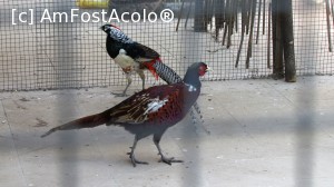 [P35]  -- <small>// FĂRĂ DESCRIERE</small> » foto by crismis
 - 
<span class="allrVoted glyphicon glyphicon-heart hidden" id="av705762"></span>
<a class="m-l-10 hidden" id="sv705762" onclick="voting_Foto_DelVot(,705762,13047)" role="button">șterge vot <span class="glyphicon glyphicon-remove"></span></a>
<a id="v9705762" class=" c-red"  onclick="voting_Foto_SetVot(705762)" role="button"><span class="glyphicon glyphicon-heart-empty"></span> <b>LIKE</b> = Votează poza</a> <img class="hidden"  id="f705762W9" src="/imagini/loader.gif" border="0" /><span class="AjErrMes hidden" id="e705762ErM"></span>