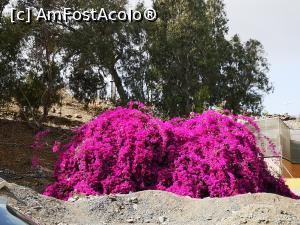 [P15] Tufă de bougainvillea în apropierea parcării acoperite din Maspalomas » foto by crismis
 - 
<span class="allrVoted glyphicon glyphicon-heart hidden" id="av1296108"></span>
<a class="m-l-10 hidden" id="sv1296108" onclick="voting_Foto_DelVot(,1296108,13127)" role="button">șterge vot <span class="glyphicon glyphicon-remove"></span></a>
<a id="v91296108" class=" c-red"  onclick="voting_Foto_SetVot(1296108)" role="button"><span class="glyphicon glyphicon-heart-empty"></span> <b>LIKE</b> = Votează poza</a> <img class="hidden"  id="f1296108W9" src="/imagini/loader.gif" border="0" /><span class="AjErrMes hidden" id="e1296108ErM"></span>