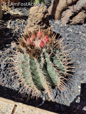 [P10] Cactualdea Park » foto by crismis
 - 
<span class="allrVoted glyphicon glyphicon-heart hidden" id="av1489441"></span>
<a class="m-l-10 hidden" id="sv1489441" onclick="voting_Foto_DelVot(,1489441,13127)" role="button">șterge vot <span class="glyphicon glyphicon-remove"></span></a>
<a id="v91489441" class=" c-red"  onclick="voting_Foto_SetVot(1489441)" role="button"><span class="glyphicon glyphicon-heart-empty"></span> <b>LIKE</b> = Votează poza</a> <img class="hidden"  id="f1489441W9" src="/imagini/loader.gif" border="0" /><span class="AjErrMes hidden" id="e1489441ErM"></span>