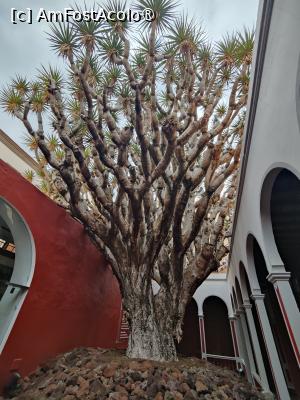 [P54] La pas prin Galdar; arborele-dragon vechi de 300 ani » foto by crismis
 - 
<span class="allrVoted glyphicon glyphicon-heart hidden" id="av1489485"></span>
<a class="m-l-10 hidden" id="sv1489485" onclick="voting_Foto_DelVot(,1489485,13127)" role="button">șterge vot <span class="glyphicon glyphicon-remove"></span></a>
<a id="v91489485" class=" c-red"  onclick="voting_Foto_SetVot(1489485)" role="button"><span class="glyphicon glyphicon-heart-empty"></span> <b>LIKE</b> = Votează poza</a> <img class="hidden"  id="f1489485W9" src="/imagini/loader.gif" border="0" /><span class="AjErrMes hidden" id="e1489485ErM"></span>