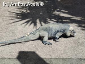 [P10] Palmitos Park; o iguana (cred) » foto by crismis
 - 
<span class="allrVoted glyphicon glyphicon-heart hidden" id="av1490181"></span>
<a class="m-l-10 hidden" id="sv1490181" onclick="voting_Foto_DelVot(,1490181,13127)" role="button">șterge vot <span class="glyphicon glyphicon-remove"></span></a>
<a id="v91490181" class=" c-red"  onclick="voting_Foto_SetVot(1490181)" role="button"><span class="glyphicon glyphicon-heart-empty"></span> <b>LIKE</b> = Votează poza</a> <img class="hidden"  id="f1490181W9" src="/imagini/loader.gif" border="0" /><span class="AjErrMes hidden" id="e1490181ErM"></span>