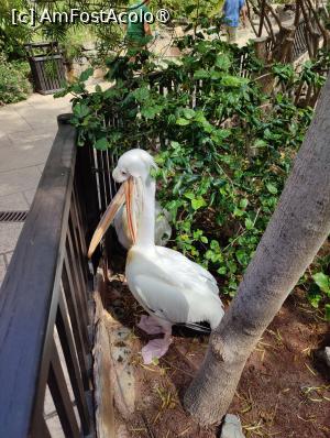 [P14] Palmitos Park; un pelican (de fapt, 2) » foto by crismis
 - 
<span class="allrVoted glyphicon glyphicon-heart hidden" id="av1490185"></span>
<a class="m-l-10 hidden" id="sv1490185" onclick="voting_Foto_DelVot(,1490185,13127)" role="button">șterge vot <span class="glyphicon glyphicon-remove"></span></a>
<a id="v91490185" class=" c-red"  onclick="voting_Foto_SetVot(1490185)" role="button"><span class="glyphicon glyphicon-heart-empty"></span> <b>LIKE</b> = Votează poza</a> <img class="hidden"  id="f1490185W9" src="/imagini/loader.gif" border="0" /><span class="AjErrMes hidden" id="e1490185ErM"></span>