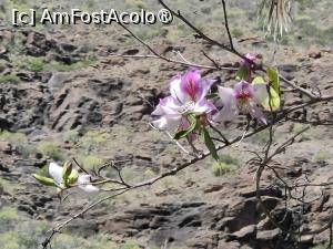 [P25] Palmitos Park; flori » foto by crismis
 - 
<span class="allrVoted glyphicon glyphicon-heart hidden" id="av1490196"></span>
<a class="m-l-10 hidden" id="sv1490196" onclick="voting_Foto_DelVot(,1490196,13127)" role="button">șterge vot <span class="glyphicon glyphicon-remove"></span></a>
<a id="v91490196" class=" c-red"  onclick="voting_Foto_SetVot(1490196)" role="button"><span class="glyphicon glyphicon-heart-empty"></span> <b>LIKE</b> = Votează poza</a> <img class="hidden"  id="f1490196W9" src="/imagini/loader.gif" border="0" /><span class="AjErrMes hidden" id="e1490196ErM"></span>
