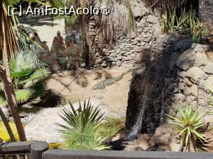 [P28] Palmitos Park; caiman » foto by crismis
 - 
<span class="allrVoted glyphicon glyphicon-heart hidden" id="av1490199"></span>
<a class="m-l-10 hidden" id="sv1490199" onclick="voting_Foto_DelVot(,1490199,13127)" role="button">șterge vot <span class="glyphicon glyphicon-remove"></span></a>
<a id="v91490199" class=" c-red"  onclick="voting_Foto_SetVot(1490199)" role="button"><span class="glyphicon glyphicon-heart-empty"></span> <b>LIKE</b> = Votează poza</a> <img class="hidden"  id="f1490199W9" src="/imagini/loader.gif" border="0" /><span class="AjErrMes hidden" id="e1490199ErM"></span>