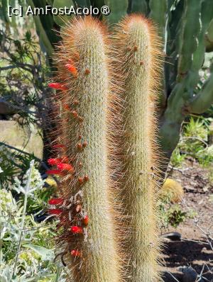 [P30] Palmitos Park; prin gradina de cactuși » foto by crismis
 - 
<span class="allrVoted glyphicon glyphicon-heart hidden" id="av1490201"></span>
<a class="m-l-10 hidden" id="sv1490201" onclick="voting_Foto_DelVot(,1490201,13127)" role="button">șterge vot <span class="glyphicon glyphicon-remove"></span></a>
<a id="v91490201" class=" c-red"  onclick="voting_Foto_SetVot(1490201)" role="button"><span class="glyphicon glyphicon-heart-empty"></span> <b>LIKE</b> = Votează poza</a> <img class="hidden"  id="f1490201W9" src="/imagini/loader.gif" border="0" /><span class="AjErrMes hidden" id="e1490201ErM"></span>