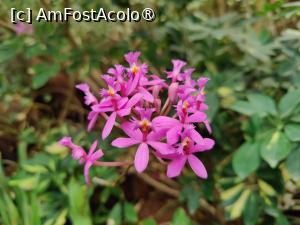 [P33] Palmitos Park; orhidee » foto by crismis
 - 
<span class="allrVoted glyphicon glyphicon-heart hidden" id="av1490204"></span>
<a class="m-l-10 hidden" id="sv1490204" onclick="voting_Foto_DelVot(,1490204,13127)" role="button">șterge vot <span class="glyphicon glyphicon-remove"></span></a>
<a id="v91490204" class=" c-red"  onclick="voting_Foto_SetVot(1490204)" role="button"><span class="glyphicon glyphicon-heart-empty"></span> <b>LIKE</b> = Votează poza</a> <img class="hidden"  id="f1490204W9" src="/imagini/loader.gif" border="0" /><span class="AjErrMes hidden" id="e1490204ErM"></span>
