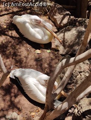 [P36] Palmitos Park; 2 pelicani la siesta » foto by crismis
 - 
<span class="allrVoted glyphicon glyphicon-heart hidden" id="av1490207"></span>
<a class="m-l-10 hidden" id="sv1490207" onclick="voting_Foto_DelVot(,1490207,13127)" role="button">șterge vot <span class="glyphicon glyphicon-remove"></span></a>
<a id="v91490207" class=" c-red"  onclick="voting_Foto_SetVot(1490207)" role="button"><span class="glyphicon glyphicon-heart-empty"></span> <b>LIKE</b> = Votează poza</a> <img class="hidden"  id="f1490207W9" src="/imagini/loader.gif" border="0" /><span class="AjErrMes hidden" id="e1490207ErM"></span>