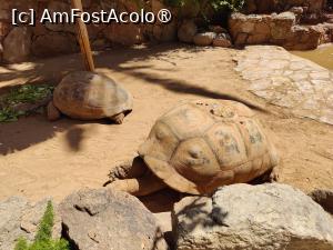 [P38] Palmitos Park; 2 țestoase » foto by crismis
 - 
<span class="allrVoted glyphicon glyphicon-heart hidden" id="av1490209"></span>
<a class="m-l-10 hidden" id="sv1490209" onclick="voting_Foto_DelVot(,1490209,13127)" role="button">șterge vot <span class="glyphicon glyphicon-remove"></span></a>
<a id="v91490209" class=" c-red"  onclick="voting_Foto_SetVot(1490209)" role="button"><span class="glyphicon glyphicon-heart-empty"></span> <b>LIKE</b> = Votează poza</a> <img class="hidden"  id="f1490209W9" src="/imagini/loader.gif" border="0" /><span class="AjErrMes hidden" id="e1490209ErM"></span>