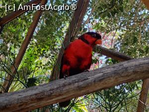 [P40] Palmitos Park; loris » foto by crismis
 - 
<span class="allrVoted glyphicon glyphicon-heart hidden" id="av1490211"></span>
<a class="m-l-10 hidden" id="sv1490211" onclick="voting_Foto_DelVot(,1490211,13127)" role="button">șterge vot <span class="glyphicon glyphicon-remove"></span></a>
<a id="v91490211" class=" c-red"  onclick="voting_Foto_SetVot(1490211)" role="button"><span class="glyphicon glyphicon-heart-empty"></span> <b>LIKE</b> = Votează poza</a> <img class="hidden"  id="f1490211W9" src="/imagini/loader.gif" border="0" /><span class="AjErrMes hidden" id="e1490211ErM"></span>