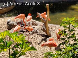 [P44] Palmitos Park; flamingo roz » foto by crismis
 - 
<span class="allrVoted glyphicon glyphicon-heart hidden" id="av1490215"></span>
<a class="m-l-10 hidden" id="sv1490215" onclick="voting_Foto_DelVot(,1490215,13127)" role="button">șterge vot <span class="glyphicon glyphicon-remove"></span></a>
<a id="v91490215" class=" c-red"  onclick="voting_Foto_SetVot(1490215)" role="button"><span class="glyphicon glyphicon-heart-empty"></span> <b>LIKE</b> = Votează poza</a> <img class="hidden"  id="f1490215W9" src="/imagini/loader.gif" border="0" /><span class="AjErrMes hidden" id="e1490215ErM"></span>