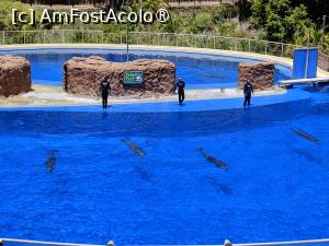 [P52] Palmitos Park; spectacol cu delfini » foto by crismis
 - 
<span class="allrVoted glyphicon glyphicon-heart hidden" id="av1490223"></span>
<a class="m-l-10 hidden" id="sv1490223" onclick="voting_Foto_DelVot(,1490223,13127)" role="button">șterge vot <span class="glyphicon glyphicon-remove"></span></a>
<a id="v91490223" class=" c-red"  onclick="voting_Foto_SetVot(1490223)" role="button"><span class="glyphicon glyphicon-heart-empty"></span> <b>LIKE</b> = Votează poza</a> <img class="hidden"  id="f1490223W9" src="/imagini/loader.gif" border="0" /><span class="AjErrMes hidden" id="e1490223ErM"></span>