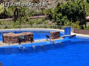 [P54] Palmitos Park; spectacol cu delfini » foto by crismis
 - 
<span class="allrVoted glyphicon glyphicon-heart hidden" id="av1490225"></span>
<a class="m-l-10 hidden" id="sv1490225" onclick="voting_Foto_DelVot(,1490225,13127)" role="button">șterge vot <span class="glyphicon glyphicon-remove"></span></a>
<a id="v91490225" class=" c-red"  onclick="voting_Foto_SetVot(1490225)" role="button"><span class="glyphicon glyphicon-heart-empty"></span> <b>LIKE</b> = Votează poza</a> <img class="hidden"  id="f1490225W9" src="/imagini/loader.gif" border="0" /><span class="AjErrMes hidden" id="e1490225ErM"></span>