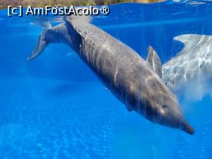 [P55] Palmitos Park; un delfin » foto by crismis
 - 
<span class="allrVoted glyphicon glyphicon-heart hidden" id="av1490226"></span>
<a class="m-l-10 hidden" id="sv1490226" onclick="voting_Foto_DelVot(,1490226,13127)" role="button">șterge vot <span class="glyphicon glyphicon-remove"></span></a>
<a id="v91490226" class=" c-red"  onclick="voting_Foto_SetVot(1490226)" role="button"><span class="glyphicon glyphicon-heart-empty"></span> <b>LIKE</b> = Votează poza</a> <img class="hidden"  id="f1490226W9" src="/imagini/loader.gif" border="0" /><span class="AjErrMes hidden" id="e1490226ErM"></span>
