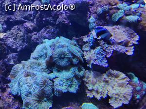 [P59] Palmitos Park; anemone de mare (cred) » foto by crismis
 - 
<span class="allrVoted glyphicon glyphicon-heart hidden" id="av1490230"></span>
<a class="m-l-10 hidden" id="sv1490230" onclick="voting_Foto_DelVot(,1490230,13127)" role="button">șterge vot <span class="glyphicon glyphicon-remove"></span></a>
<a id="v91490230" class=" c-red"  onclick="voting_Foto_SetVot(1490230)" role="button"><span class="glyphicon glyphicon-heart-empty"></span> <b>LIKE</b> = Votează poza</a> <img class="hidden"  id="f1490230W9" src="/imagini/loader.gif" border="0" /><span class="AjErrMes hidden" id="e1490230ErM"></span>