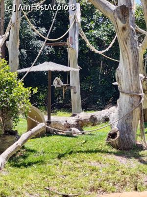 [P63] Palmitos Park; pe leagăn » foto by crismis
 - 
<span class="allrVoted glyphicon glyphicon-heart hidden" id="av1490234"></span>
<a class="m-l-10 hidden" id="sv1490234" onclick="voting_Foto_DelVot(,1490234,13127)" role="button">șterge vot <span class="glyphicon glyphicon-remove"></span></a>
<a id="v91490234" class=" c-red"  onclick="voting_Foto_SetVot(1490234)" role="button"><span class="glyphicon glyphicon-heart-empty"></span> <b>LIKE</b> = Votează poza</a> <img class="hidden"  id="f1490234W9" src="/imagini/loader.gif" border="0" /><span class="AjErrMes hidden" id="e1490234ErM"></span>