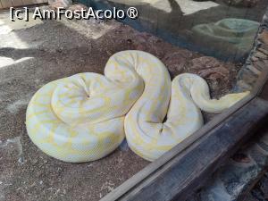 [P81] Palmitos Park; un șarpe mare » foto by crismis
 - 
<span class="allrVoted glyphicon glyphicon-heart hidden" id="av1490252"></span>
<a class="m-l-10 hidden" id="sv1490252" onclick="voting_Foto_DelVot(,1490252,13127)" role="button">șterge vot <span class="glyphicon glyphicon-remove"></span></a>
<a id="v91490252" class=" c-red"  onclick="voting_Foto_SetVot(1490252)" role="button"><span class="glyphicon glyphicon-heart-empty"></span> <b>LIKE</b> = Votează poza</a> <img class="hidden"  id="f1490252W9" src="/imagini/loader.gif" border="0" /><span class="AjErrMes hidden" id="e1490252ErM"></span>