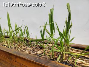 [P25] Arucas; distileria de rom (trestie de zahăr) » foto by crismis
 - 
<span class="allrVoted glyphicon glyphicon-heart hidden" id="av1490579"></span>
<a class="m-l-10 hidden" id="sv1490579" onclick="voting_Foto_DelVot(,1490579,13127)" role="button">șterge vot <span class="glyphicon glyphicon-remove"></span></a>
<a id="v91490579" class=" c-red"  onclick="voting_Foto_SetVot(1490579)" role="button"><span class="glyphicon glyphicon-heart-empty"></span> <b>LIKE</b> = Votează poza</a> <img class="hidden"  id="f1490579W9" src="/imagini/loader.gif" border="0" /><span class="AjErrMes hidden" id="e1490579ErM"></span>