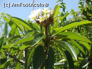 [P13] Floare delicată de ficus din Famagusta » foto by irinad
 - 
<span class="allrVoted glyphicon glyphicon-heart hidden" id="av764754"></span>
<a class="m-l-10 hidden" id="sv764754" onclick="voting_Foto_DelVot(,764754,13135)" role="button">șterge vot <span class="glyphicon glyphicon-remove"></span></a>
<a id="v9764754" class=" c-red"  onclick="voting_Foto_SetVot(764754)" role="button"><span class="glyphicon glyphicon-heart-empty"></span> <b>LIKE</b> = Votează poza</a> <img class="hidden"  id="f764754W9" src="/imagini/loader.gif" border="0" /><span class="AjErrMes hidden" id="e764754ErM"></span>