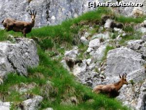 [P16] langa Cerdacul Stanciului » foto by Testosu'
 - 
<span class="allrVoted glyphicon glyphicon-heart hidden" id="av524292"></span>
<a class="m-l-10 hidden" id="sv524292" onclick="voting_Foto_DelVot(,524292,13264)" role="button">șterge vot <span class="glyphicon glyphicon-remove"></span></a>
<a id="v9524292" class=" c-red"  onclick="voting_Foto_SetVot(524292)" role="button"><span class="glyphicon glyphicon-heart-empty"></span> <b>LIKE</b> = Votează poza</a> <img class="hidden"  id="f524292W9" src="/imagini/loader.gif" border="0" /><span class="AjErrMes hidden" id="e524292ErM"></span>