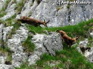 [P17] langa Cerdacul Stanciului » foto by Testosu'
 - 
<span class="allrVoted glyphicon glyphicon-heart hidden" id="av524293"></span>
<a class="m-l-10 hidden" id="sv524293" onclick="voting_Foto_DelVot(,524293,13264)" role="button">șterge vot <span class="glyphicon glyphicon-remove"></span></a>
<a id="v9524293" class=" c-red"  onclick="voting_Foto_SetVot(524293)" role="button"><span class="glyphicon glyphicon-heart-empty"></span> <b>LIKE</b> = Votează poza</a> <img class="hidden"  id="f524293W9" src="/imagini/loader.gif" border="0" /><span class="AjErrMes hidden" id="e524293ErM"></span>