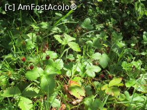 [P02]  -- <small>// FĂRĂ DESCRIERE</small> » foto by Testosu'
 - 
<span class="allrVoted glyphicon glyphicon-heart hidden" id="av756253"></span>
<a class="m-l-10 hidden" id="sv756253" onclick="voting_Foto_DelVot(,756253,13264)" role="button">șterge vot <span class="glyphicon glyphicon-remove"></span></a>
<a id="v9756253" class=" c-red"  onclick="voting_Foto_SetVot(756253)" role="button"><span class="glyphicon glyphicon-heart-empty"></span> <b>LIKE</b> = Votează poza</a> <img class="hidden"  id="f756253W9" src="/imagini/loader.gif" border="0" /><span class="AjErrMes hidden" id="e756253ErM"></span>