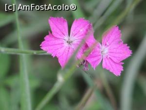 [P36]  -- <small>// FĂRĂ DESCRIERE</small> » foto by Testosu'
 - 
<span class="allrVoted glyphicon glyphicon-heart hidden" id="av756290"></span>
<a class="m-l-10 hidden" id="sv756290" onclick="voting_Foto_DelVot(,756290,13264)" role="button">șterge vot <span class="glyphicon glyphicon-remove"></span></a>
<a id="v9756290" class=" c-red"  onclick="voting_Foto_SetVot(756290)" role="button"><span class="glyphicon glyphicon-heart-empty"></span> <b>LIKE</b> = Votează poza</a> <img class="hidden"  id="f756290W9" src="/imagini/loader.gif" border="0" /><span class="AjErrMes hidden" id="e756290ErM"></span>