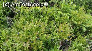 [P17] Afine en gros pe Giumalau » foto by raducondurache
 - 
<span class="allrVoted glyphicon glyphicon-heart hidden" id="av998746"></span>
<a class="m-l-10 hidden" id="sv998746" onclick="voting_Foto_DelVot(,998746,13504)" role="button">șterge vot <span class="glyphicon glyphicon-remove"></span></a>
<a id="v9998746" class=" c-red"  onclick="voting_Foto_SetVot(998746)" role="button"><span class="glyphicon glyphicon-heart-empty"></span> <b>LIKE</b> = Votează poza</a> <img class="hidden"  id="f998746W9" src="/imagini/loader.gif" border="0" /><span class="AjErrMes hidden" id="e998746ErM"></span>