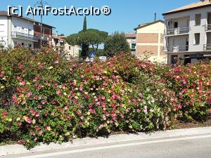 [P01] Un gard de flori multicolore langa Bazilica Santa Maria degli Angeli » foto by DOINITA
 - 
<span class="allrVoted glyphicon glyphicon-heart hidden" id="av996931"></span>
<a class="m-l-10 hidden" id="sv996931" onclick="voting_Foto_DelVot(,996931,13517)" role="button">șterge vot <span class="glyphicon glyphicon-remove"></span></a>
<a id="v9996931" class=" c-red"  onclick="voting_Foto_SetVot(996931)" role="button"><span class="glyphicon glyphicon-heart-empty"></span> <b>LIKE</b> = Votează poza</a> <img class="hidden"  id="f996931W9" src="/imagini/loader.gif" border="0" /><span class="AjErrMes hidden" id="e996931ErM"></span>