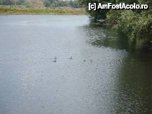 [P118] Peisaj surprins în timpul croazierei în Delta Dunării, de la bordul navei ”Delta II”: o simpatică familie de rățuște traversează canalul » foto by mariana.olaru
 - 
<span class="allrVoted glyphicon glyphicon-heart hidden" id="av400873"></span>
<a class="m-l-10 hidden" id="sv400873" onclick="voting_Foto_DelVot(,400873,13626)" role="button">șterge vot <span class="glyphicon glyphicon-remove"></span></a>
<a id="v9400873" class=" c-red"  onclick="voting_Foto_SetVot(400873)" role="button"><span class="glyphicon glyphicon-heart-empty"></span> <b>LIKE</b> = Votează poza</a> <img class="hidden"  id="f400873W9" src="/imagini/loader.gif" border="0" /><span class="AjErrMes hidden" id="e400873ErM"></span>