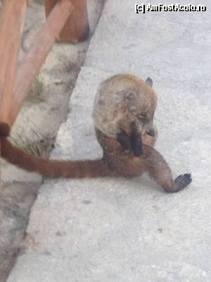 [P31] coati » foto by geop
 - 
<span class="allrVoted glyphicon glyphicon-heart hidden" id="av404684"></span>
<a class="m-l-10 hidden" id="sv404684" onclick="voting_Foto_DelVot(,404684,13716)" role="button">șterge vot <span class="glyphicon glyphicon-remove"></span></a>
<a id="v9404684" class=" c-red"  onclick="voting_Foto_SetVot(404684)" role="button"><span class="glyphicon glyphicon-heart-empty"></span> <b>LIKE</b> = Votează poza</a> <img class="hidden"  id="f404684W9" src="/imagini/loader.gif" border="0" /><span class="AjErrMes hidden" id="e404684ErM"></span>