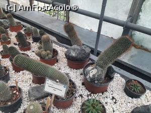 [P13] Prin sera cu plante exotice-Cactuși » foto by Zoazore
 - 
<span class="allrVoted glyphicon glyphicon-heart hidden" id="av1532459"></span>
<a class="m-l-10 hidden" id="sv1532459" onclick="voting_Foto_DelVot(,1532459,13735)" role="button">șterge vot <span class="glyphicon glyphicon-remove"></span></a>
<a id="v91532459" class=" c-red"  onclick="voting_Foto_SetVot(1532459)" role="button"><span class="glyphicon glyphicon-heart-empty"></span> <b>LIKE</b> = Votează poza</a> <img class="hidden"  id="f1532459W9" src="/imagini/loader.gif" border="0" /><span class="AjErrMes hidden" id="e1532459ErM"></span>