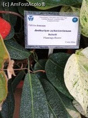 [P18] Prin sera cu plante exotice-Ficus » foto by Zoazore
 - 
<span class="allrVoted glyphicon glyphicon-heart hidden" id="av1532464"></span>
<a class="m-l-10 hidden" id="sv1532464" onclick="voting_Foto_DelVot(,1532464,13735)" role="button">șterge vot <span class="glyphicon glyphicon-remove"></span></a>
<a id="v91532464" class=" c-red"  onclick="voting_Foto_SetVot(1532464)" role="button"><span class="glyphicon glyphicon-heart-empty"></span> <b>LIKE</b> = Votează poza</a> <img class="hidden"  id="f1532464W9" src="/imagini/loader.gif" border="0" /><span class="AjErrMes hidden" id="e1532464ErM"></span>