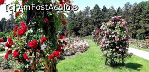 [P36] Secţia Rosarium - locul în care trandafirii sunt stăpâni » foto by gettyy
 - 
<span class="allrVoted glyphicon glyphicon-heart hidden" id="av1162383"></span>
<a class="m-l-10 hidden" id="sv1162383" onclick="voting_Foto_DelVot(,1162383,13735)" role="button">șterge vot <span class="glyphicon glyphicon-remove"></span></a>
<a id="v91162383" class=" c-red"  onclick="voting_Foto_SetVot(1162383)" role="button"><span class="glyphicon glyphicon-heart-empty"></span> <b>LIKE</b> = Votează poza</a> <img class="hidden"  id="f1162383W9" src="/imagini/loader.gif" border="0" /><span class="AjErrMes hidden" id="e1162383ErM"></span>